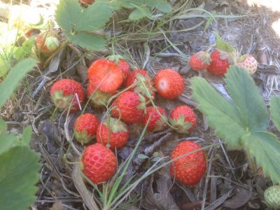 Eine Handvoll Erdbeeren